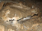 Harmanecká jaskyňa 1532