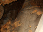 Jaskyňa Driny 638