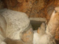 Jaskyňa Driny 651